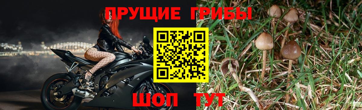 Псилоцибиновые грибы мицелий Севастополь